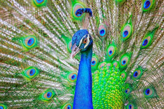 Beautiful blue male Peacock with feathers fanned out in South Asia