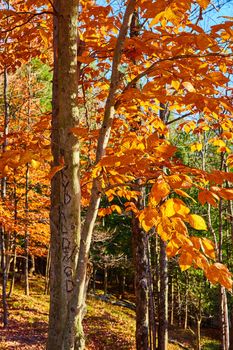 Image of Beautiful tree with orange foliage in late fall forest