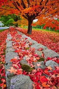 Image of Beautiful red leaves cover everything with mossy stone wall by orange-leafed tree