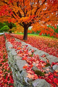 Image of Stunning mossy stone wall covered in fall leaves by orange-leafed tree