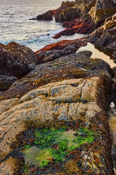 Image of Rocky coasts of Maine on ocean during low tide with small green algae filled tide pools