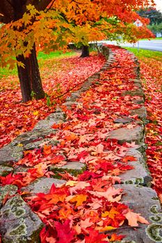 Image of Looking over stone wall covered in piles of vibrant red leaves next to row of trees