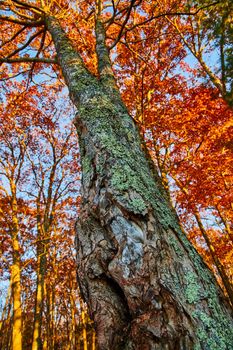 Image of Looking up fall tree with orange leaves and bark covered in lichen