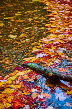 Image of Colorful fall leaves collect on river surface with log