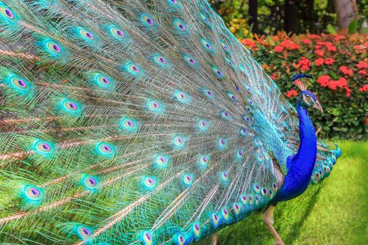 Beautiful blue male Peacock with feathers fanned out in South Asia