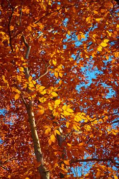 Image of Detail looking up tree in late fall covered in orange leaves with golden light