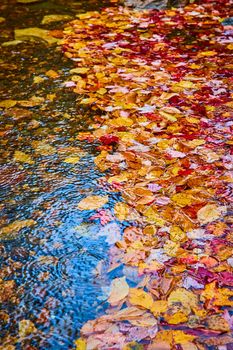 Image of Piles of colorful fall leaves collect on river surface during light rain
