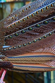 Image of Beautiful feather patterns in detail on Great Argus Pheasant