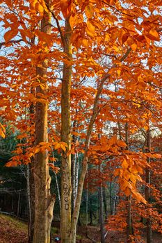Image of Beautiful orange trees in forest during late fall