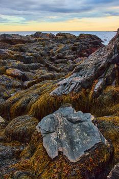 Image of Low tide on Maine coast covered in rocks and wet sea plants by ocean