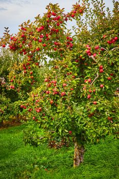 Image of Apple orchard farm with red apples covering tree