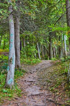 Image of Hiking path up into forest with exposed roots and scratched rocky ground