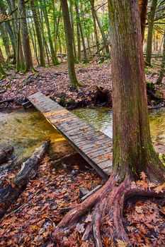 Image of Narrow wood walking bridge over creek in woods with forest and fall foliage covering ground