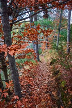 Image of Narrow trail in hills in forest covered in muted fall leaves