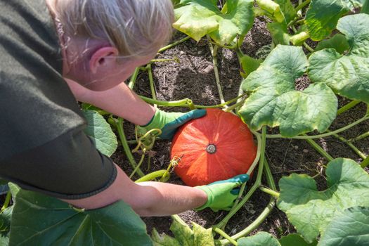 a woman gardener in gloves cuts ripe pumpkins from the leaves with scissors in her garden. High quality photo
