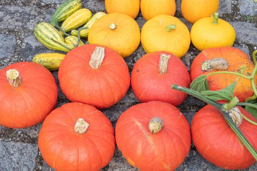 a large harvest of bright multi-colored pumpkins in the garden autumn harvest of fruits and vegetables. High quality photo