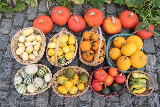 a large harvest of bright multi-colored pumpkins in the garden autumn harvest of fruits and vegetables. High quality photo