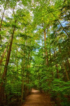 Image of Dirt hiking path going straight into lush green forest vertical focus on trees