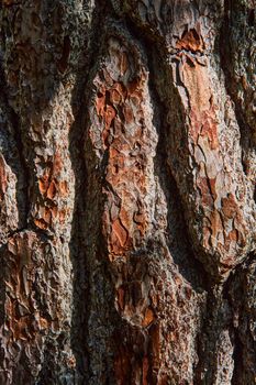 Image of Straight on vertical view of thick brown tree bark texture