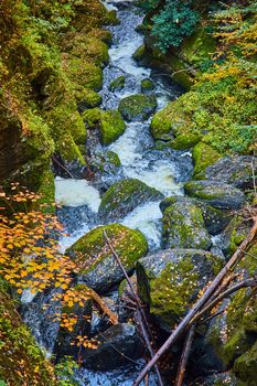 Image of River rages through narrow valley of mossy boulders covered in yellow fall leaves