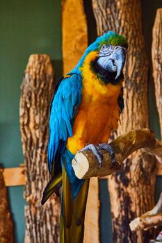 Image of Close up vertical of large old blue and gold Macaw bird sitting on branch