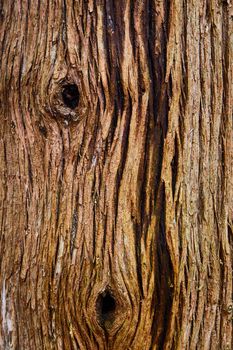 Image of Detail of tree bark with knots and wavy patterns in light brown wood