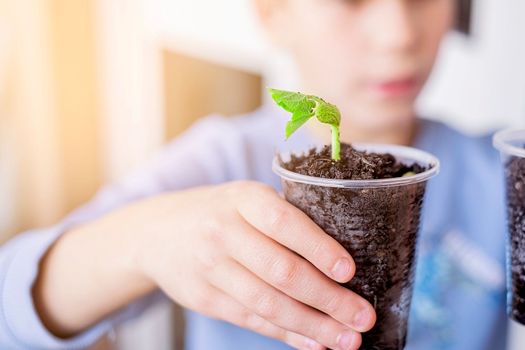 Child holds a transparent pot of seedlings. School experiment. Close up