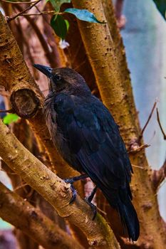 Image of Dark black bird resting in tree branches in detail