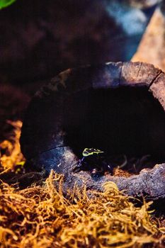 Image of Tiny poison dart frog inside hollow tree trunk by mosses in dark light