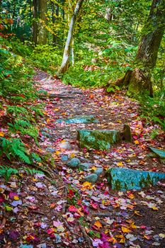 Image of Fall leaves at low level covering narrow hiking path through forest with mossy rocks