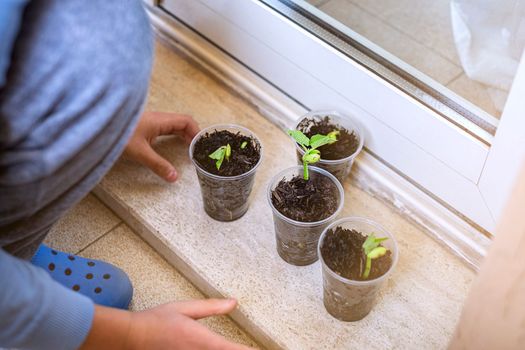 Child grew seedlings in transparent pots at home. School experiment.