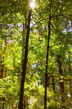 Image of Morning golden light hitting serene forest of golden green and yellow leaves