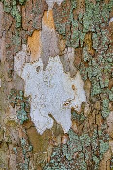 Image of White trunk texture detail through mossy tree bark