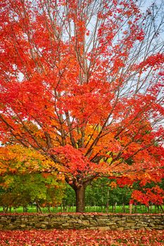 Image of Peak fall orange-leafed tree by apple orchard with stone wall