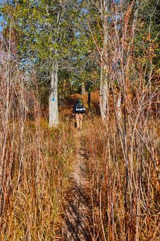 Image of Small hiking trail through tall grasses with hiking backpacker walking into woods by blue trail marker in Michigan
