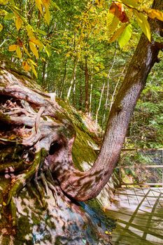 Image of Bent tree trunk growing on wall up along boardwalk trail