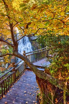 Image of Boardwalk with fall leaves and tree hanging over path with waterfall in background