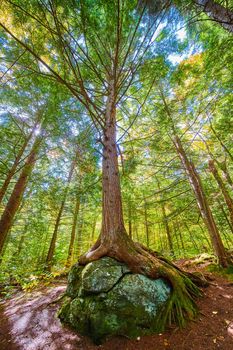 Image of Stunning tall tree growing over boulder with exposed roots looking up from below