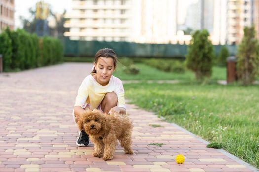Little dog with owner spend a day at the park playing and having fun