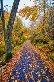 Image of View walking down hiking path covered in fall leaves with trail marker and trees in peak foliage