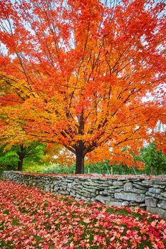 Image of Stunning orange-leafed fall tree by orchard and stone wall with leaves everywhere