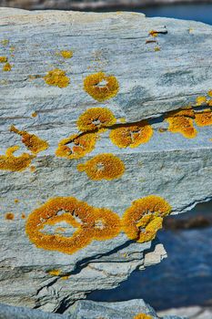 Image of Macro detail of orange lichen on surface of rock