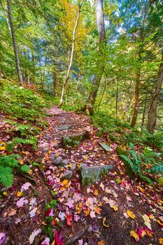 Image of Low level of hiking path covered in small rock patches and variety of fall leaves