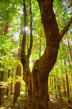 Image of Serene fall forest large gorgeous tree with sun flares peaking behind branches