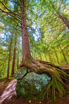 Image of Looking up at tree with exposed roots growing over large boulder in lush green forest