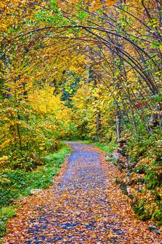 Image of Leaves covering hiking path through woods with trees arching over in peak fall