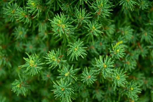 Beautiful coniferous green tree close-up, christmas festive background, top view