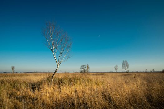 Birch without leaves in a meadow like a savannah, Nowiny, Poland
