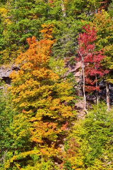 Image of New York fall forest patch in cliffs with colorful yellow, orange, and red trees