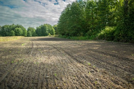 A plowed and sown field next to a green forest, September rural day, Poland